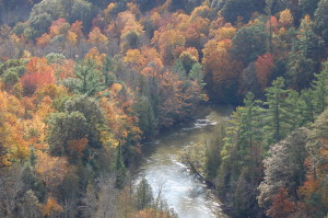 Manistee River Fall Color Michigan