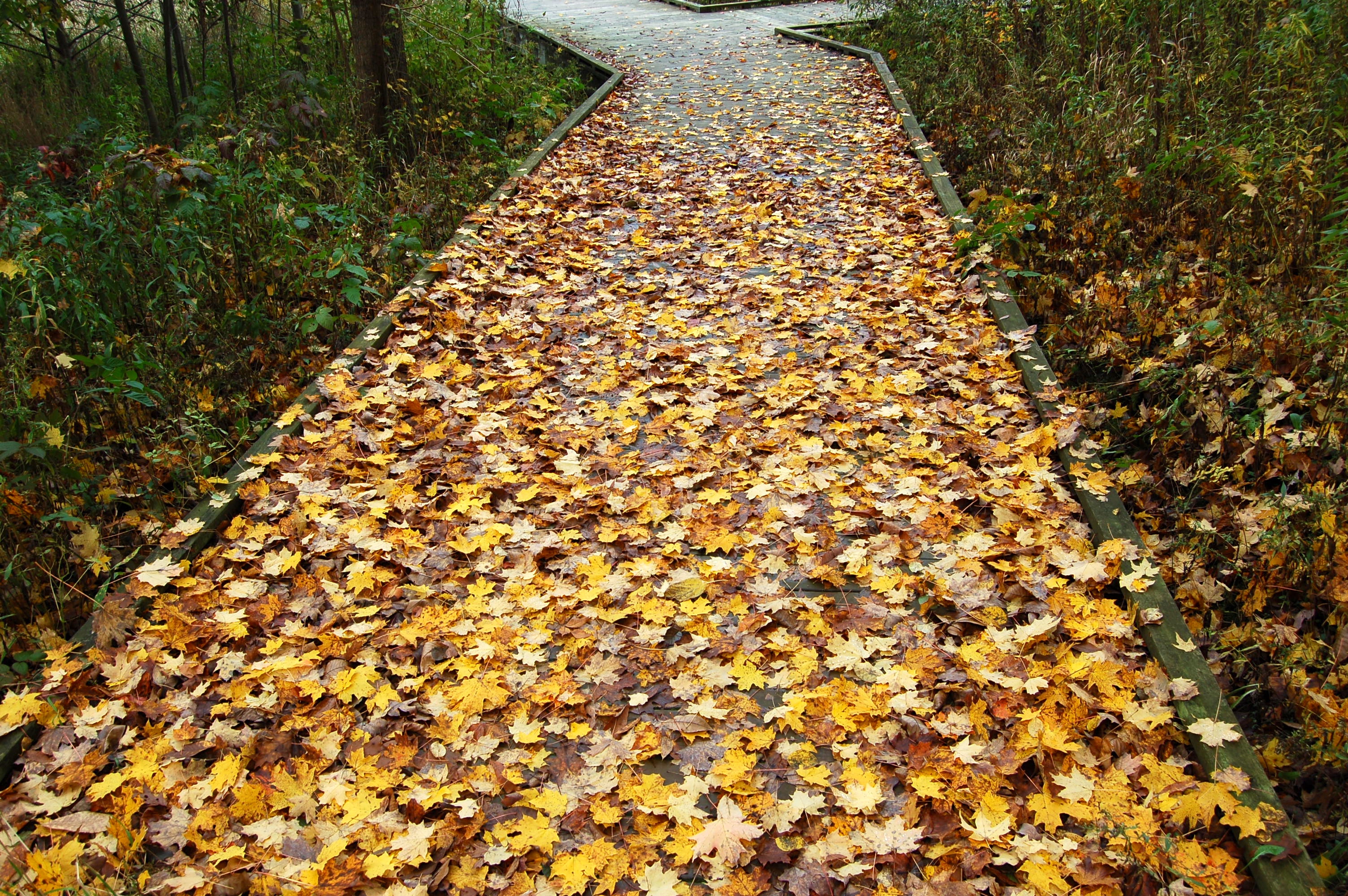 Fall Color Michigan Boardwalk Kal Haven