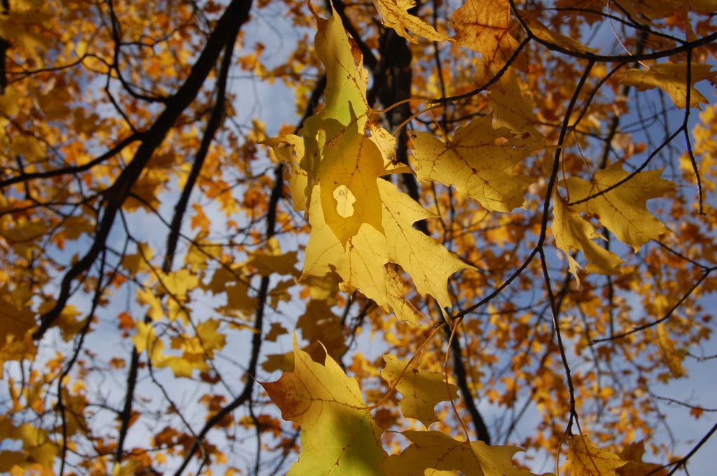 Fall Color Michigan Maple Leaves