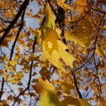 Fall Color Michigan Maple Leaves