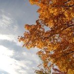 Fall Color Michigan Scenic Trees