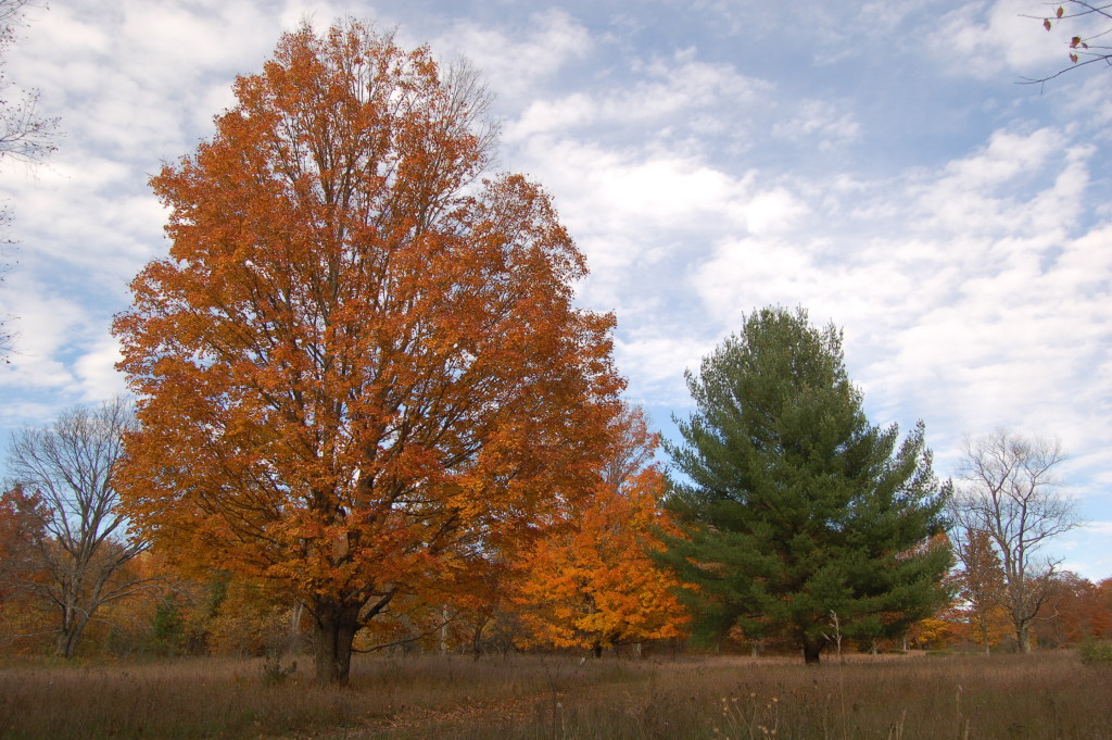Fall Color Michigan Trees