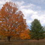Fall Color Michigan Trees