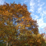 Fall Color Pine River Michigan