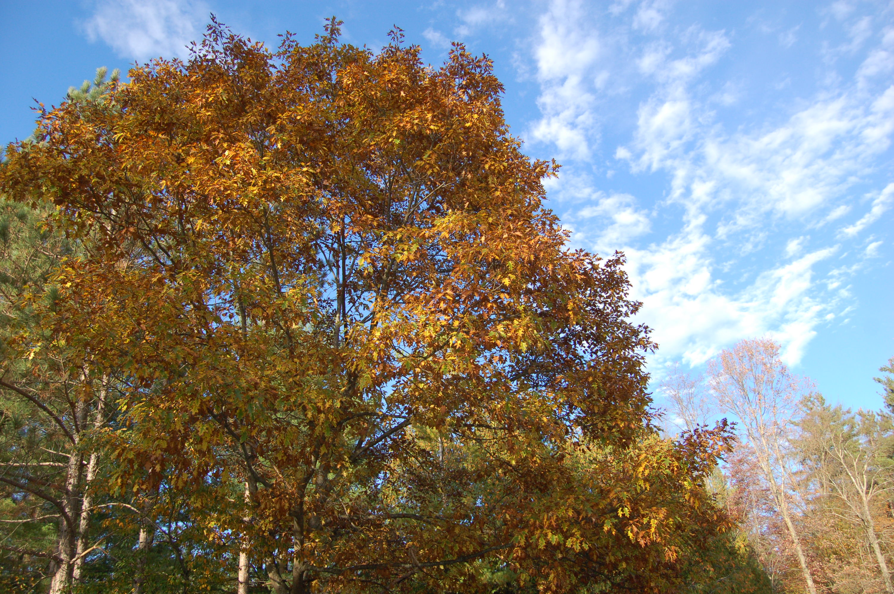 Fall Color Pine River Michigan
