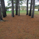 Fall Color Pines Seney Wildlife Refuge