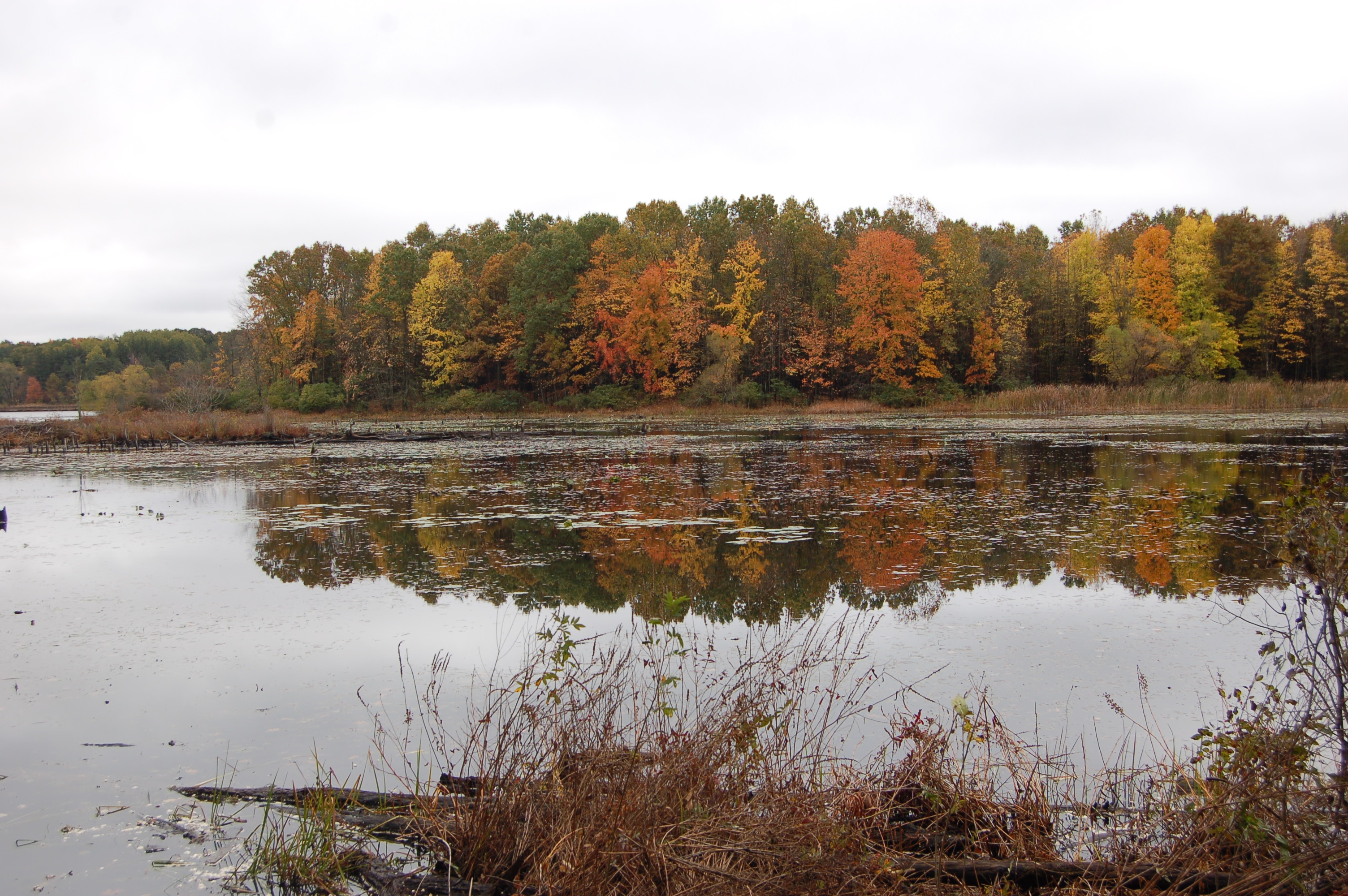 Fall Color Reflection Pickerel Lake MI