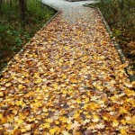 Kal Haven Trail Boardwalk Leaves