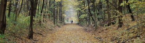 The Best Michigan State Parks for Fall Color