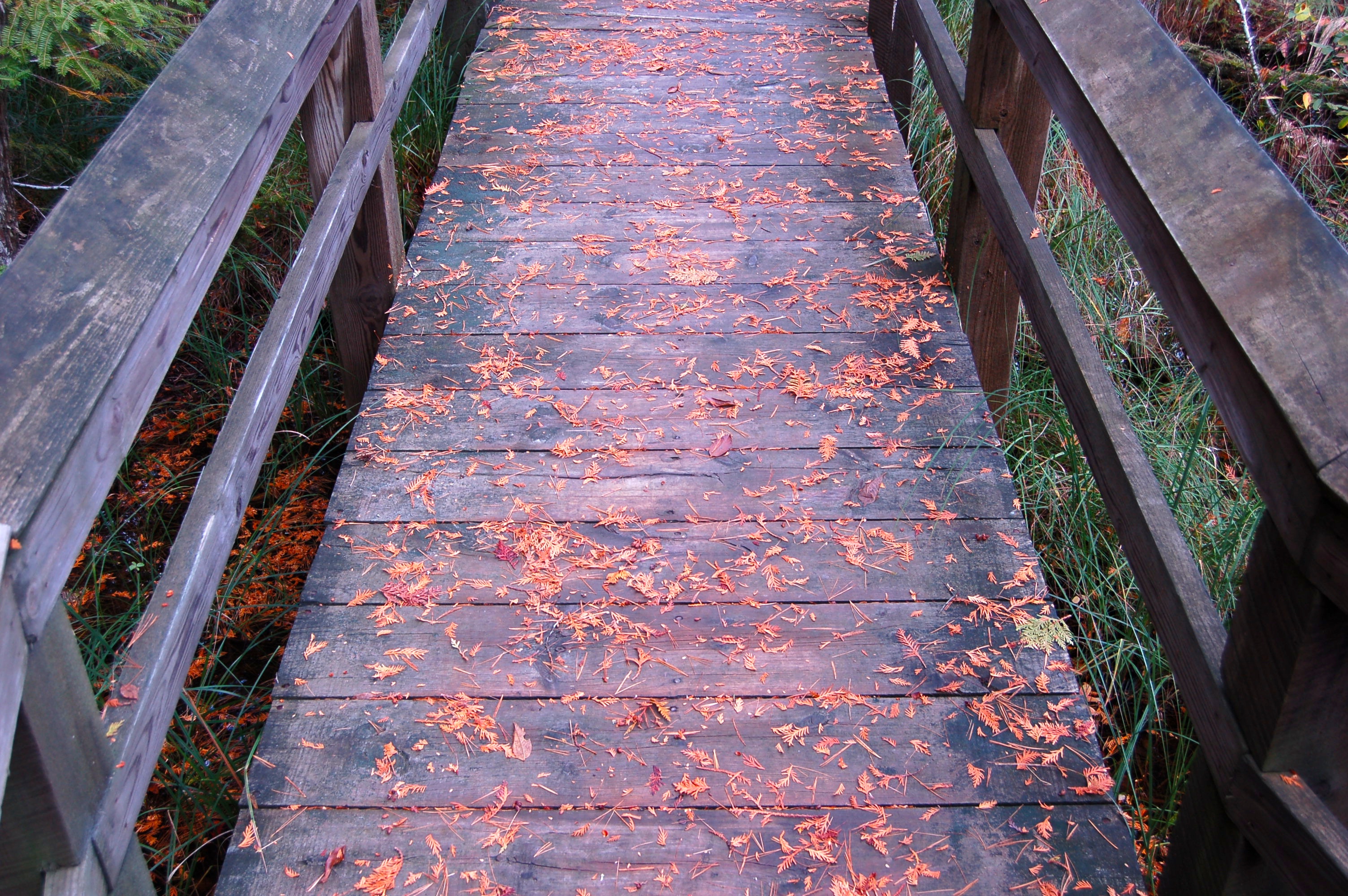 Marsh Trail Boardwalk Fall Color