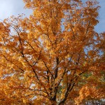 Michigan Fall Maple Tree