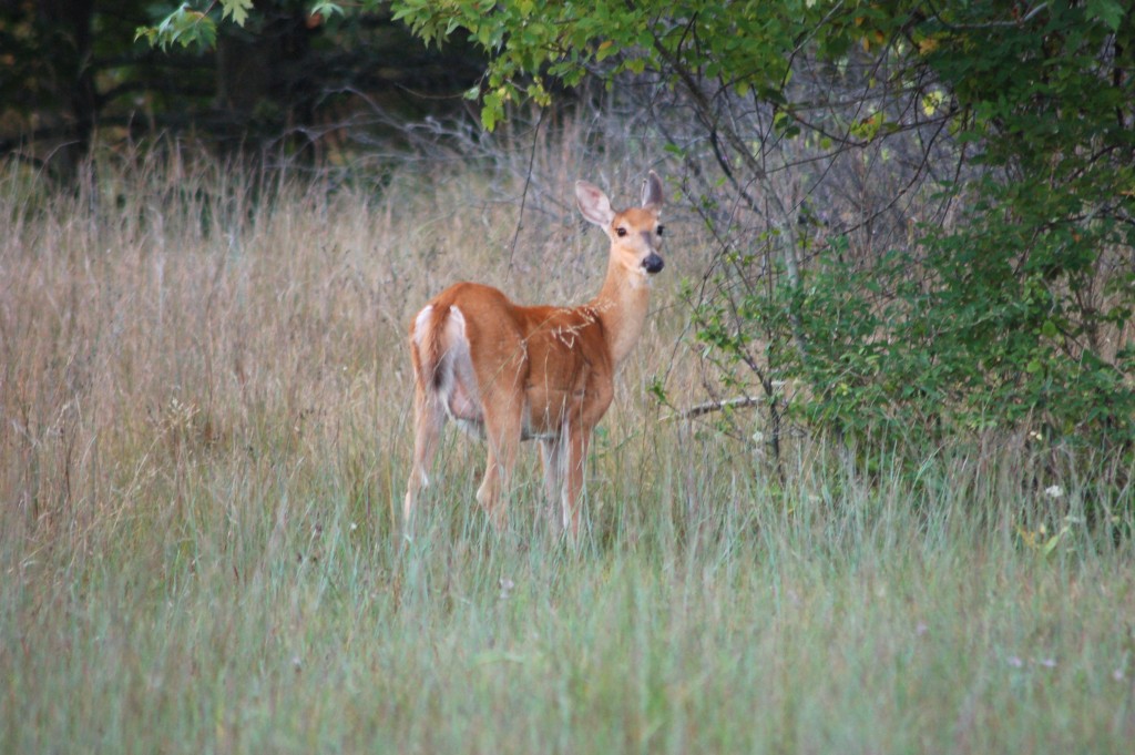 Tawas Point State Park Whitetail Deer