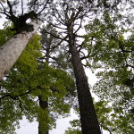 Michigan Trail Tuesday: Estivant Pines Nature Sanctuary, Copper Harbor