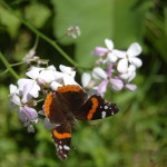 Mackinac Island Butterfly Michigan