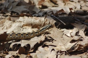 Pigeon Creek Park Snake
