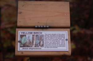 Thomas Rock Yellow Birch Tree Information Marquette