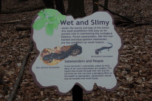 Lepard Nature Preserve Salamanders Education Kent County Parks