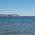 Mackinac Bridge Ducks