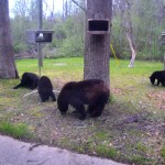 A family of hungry black bears visited our friend's cabin near Baldwin in May