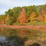 Fall color at Pickerel Lake Park (Kent County)