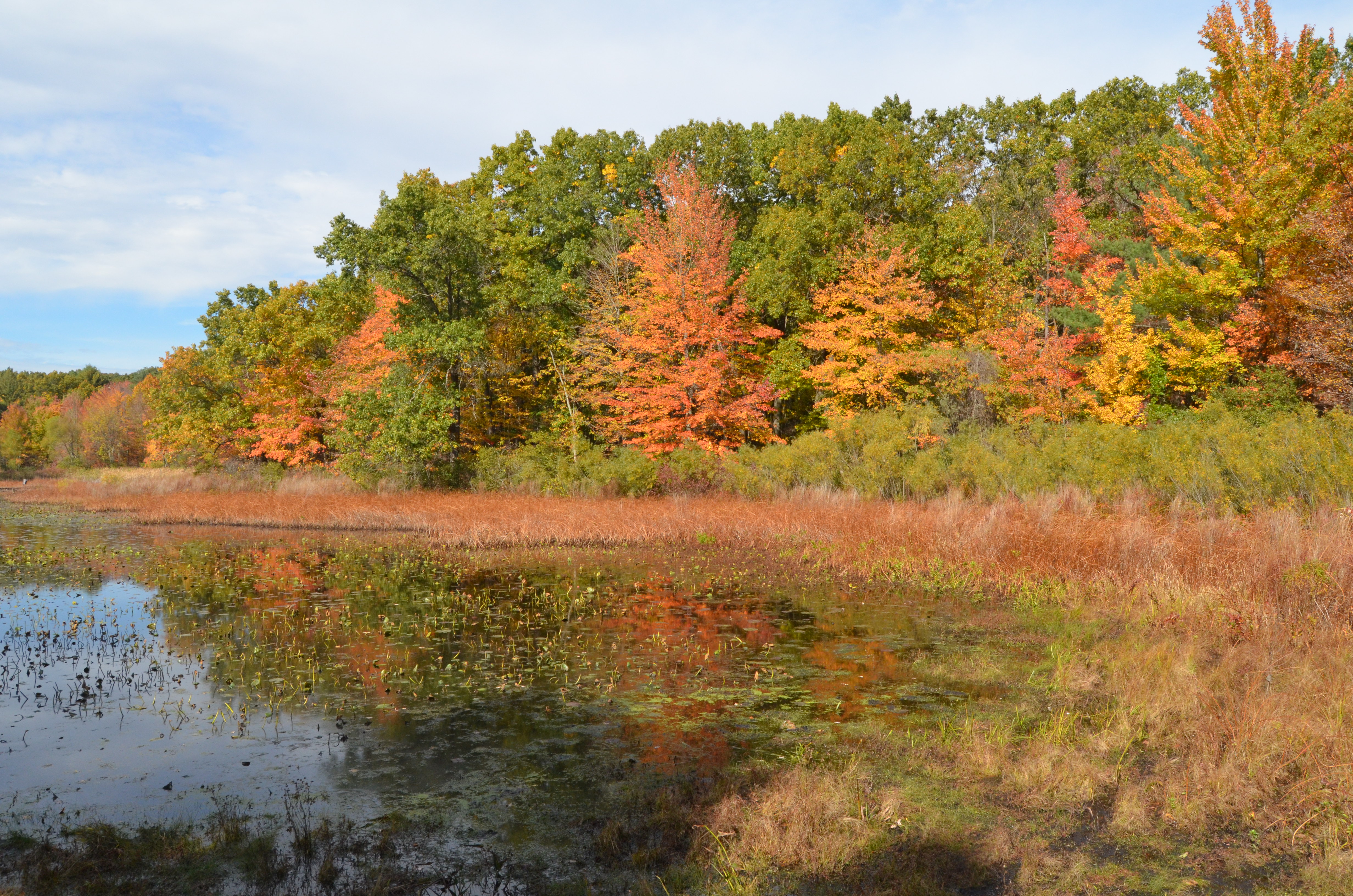 Fall color at Pickerel Lake Park (Kent County)