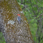 Red Bellied Woodpecker near Baldwin
