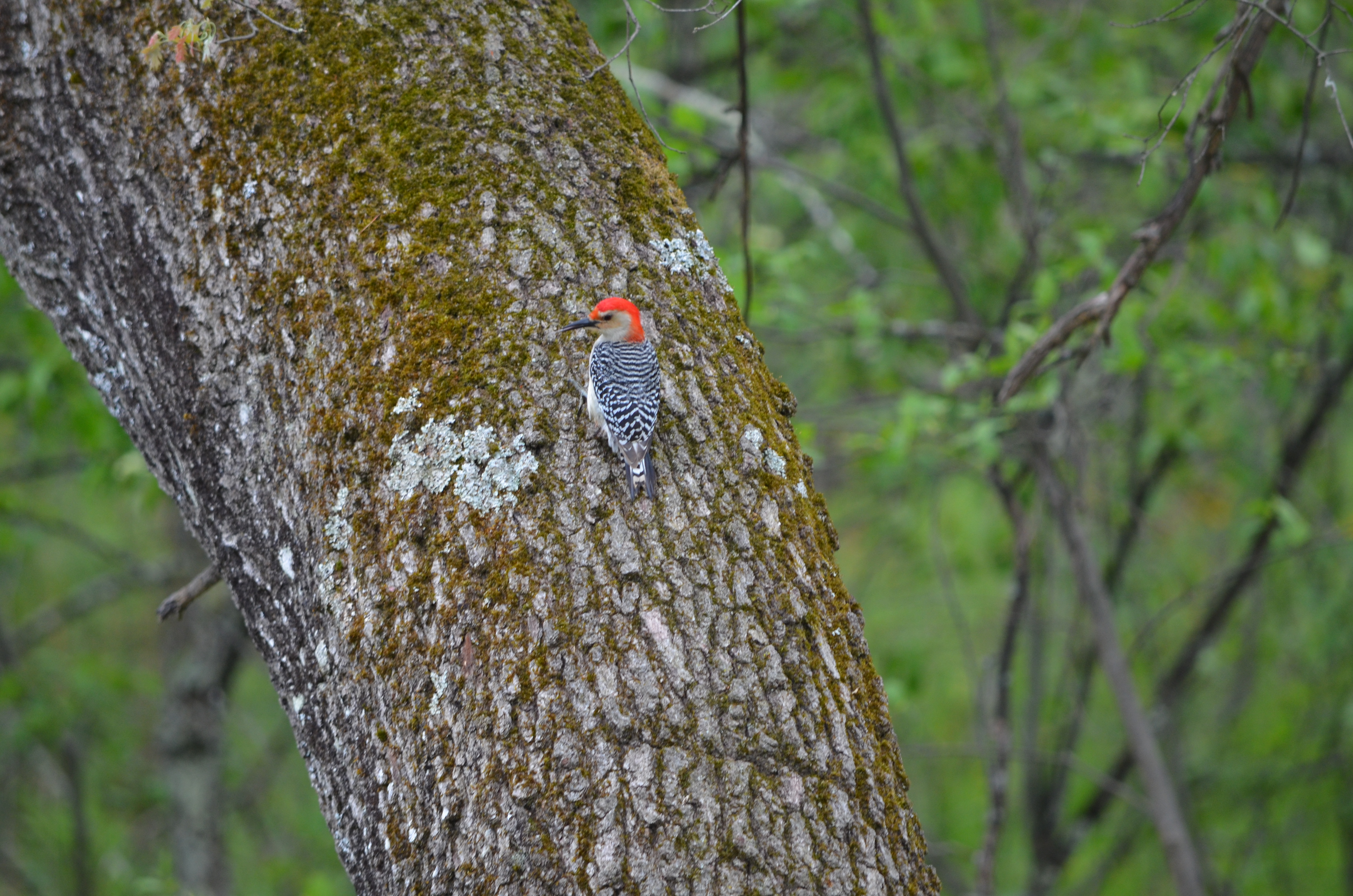 Red Bellied Woodpecker near Baldwin