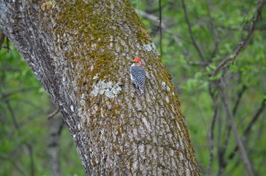 Michigan Woodpecker