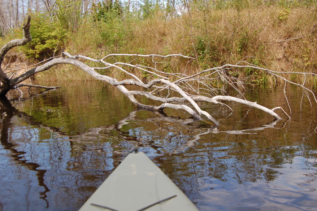 Two Hearted River Kayak Fallen Trees