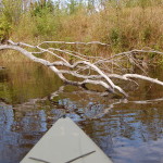 Two Hearted River Kayak Fallen Trees