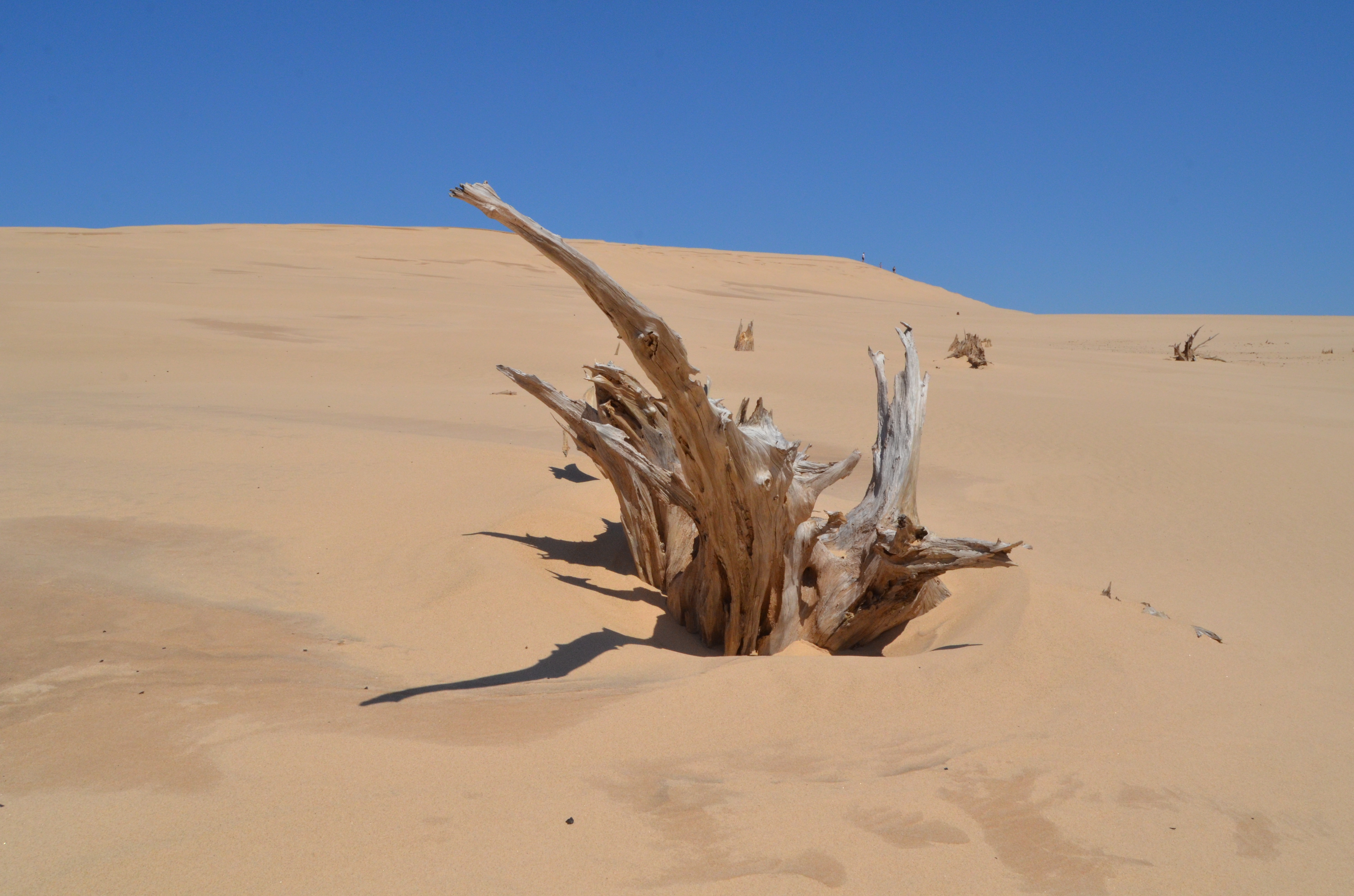 Silver Lake State Park Dunes Tree Stump
