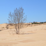 Silver Lake State Park Dunes Trees Michigan
