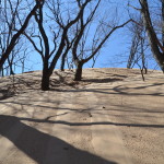 Silver Lake State Park MI Dune Trees