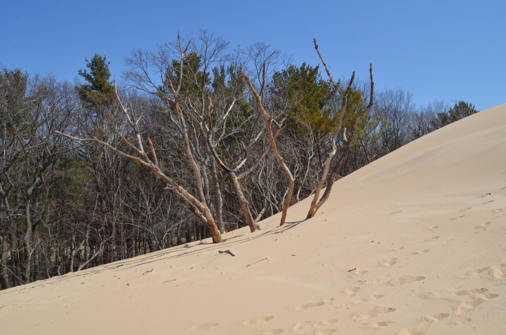 Silver Lake State Park Michigan Sand Dunes Trees