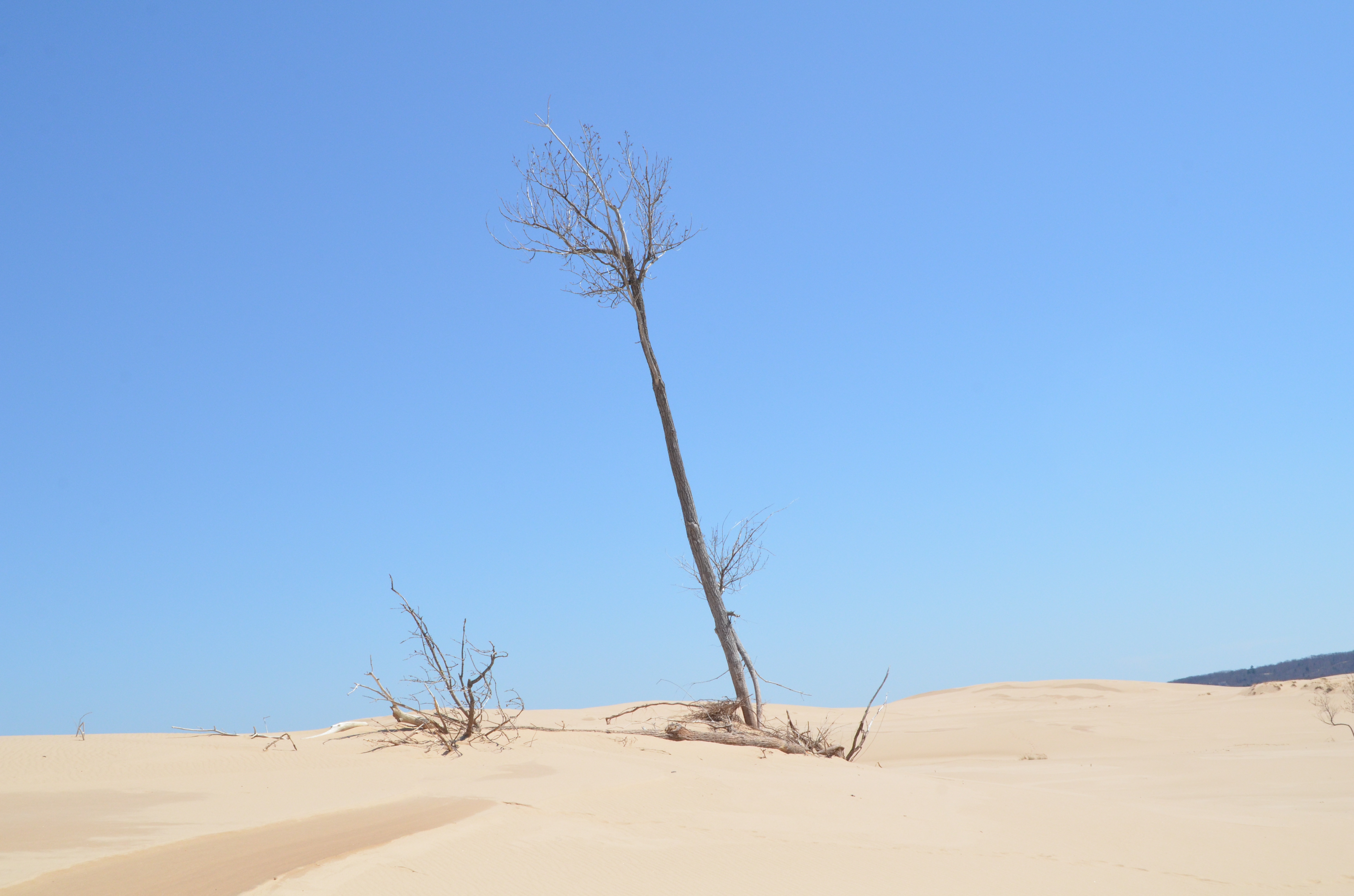 Silver Lake State Park Sand Dunes Lonely Tree