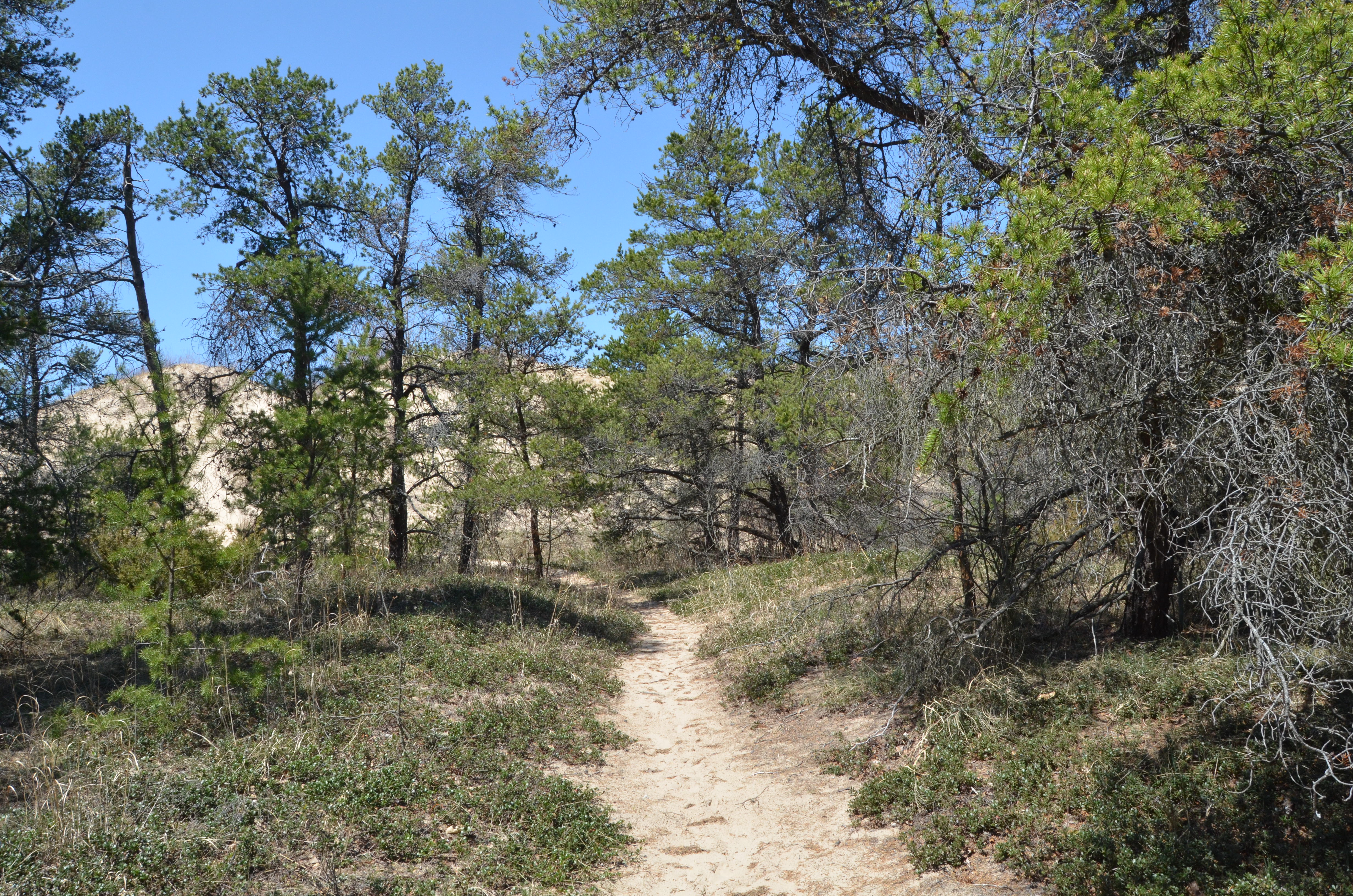 Silver Lake State Park Sand Dunes Wooded Hiking Trail