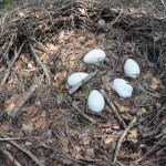 Dinosaur Gardens Pteranodon Nest Eggs Ossineke Michigan