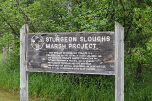 Sturgeon River Sloughs Marsh Best Michigan Birdwatching