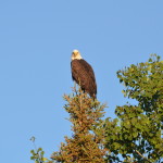 Bald Eagle in the Upper Peninsula