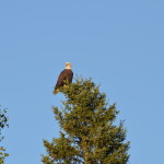 Bald Eagle in the Upper Peninsula