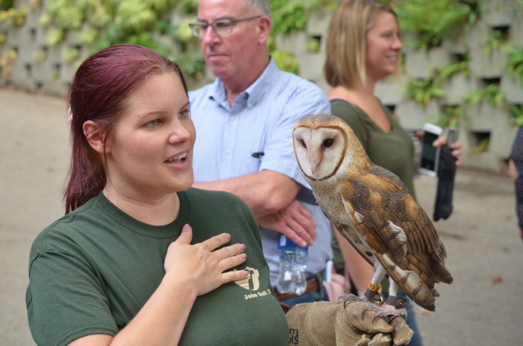 Barn Owl during Rock, Roar & Pour at John Ball Zoo