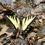 Butterfly at Wilson State Park