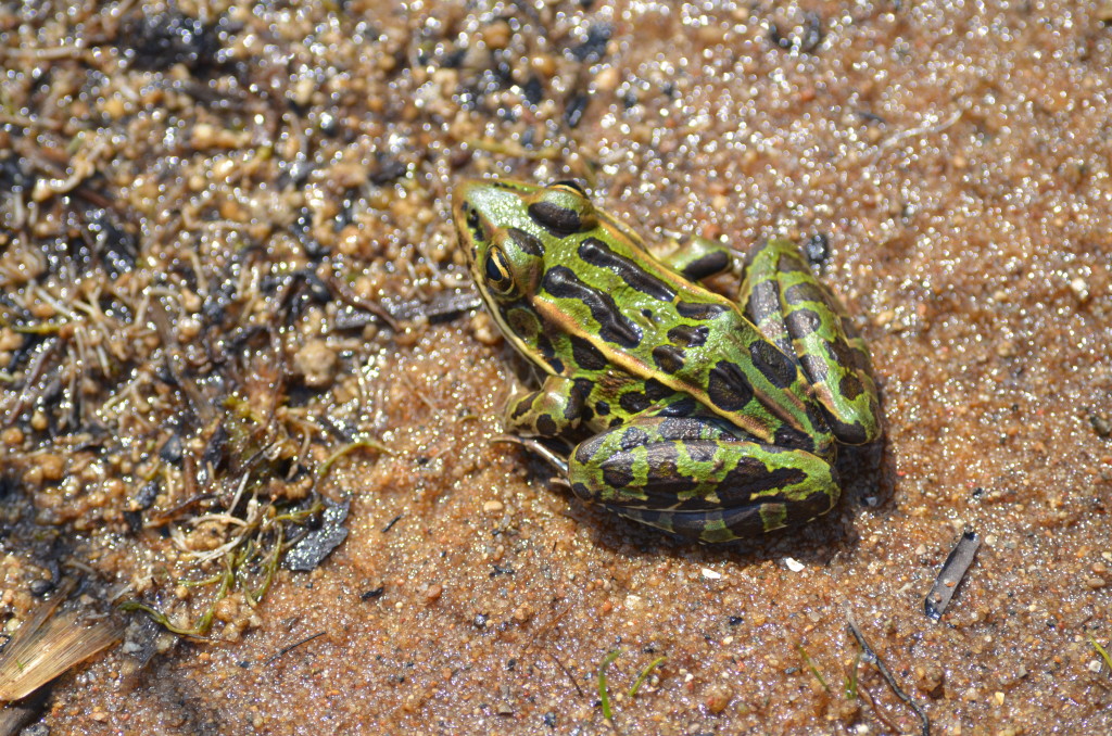 Frog at Negwegon State Park beach