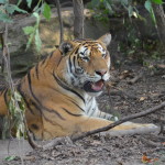 Tiger at John Ball Zoo