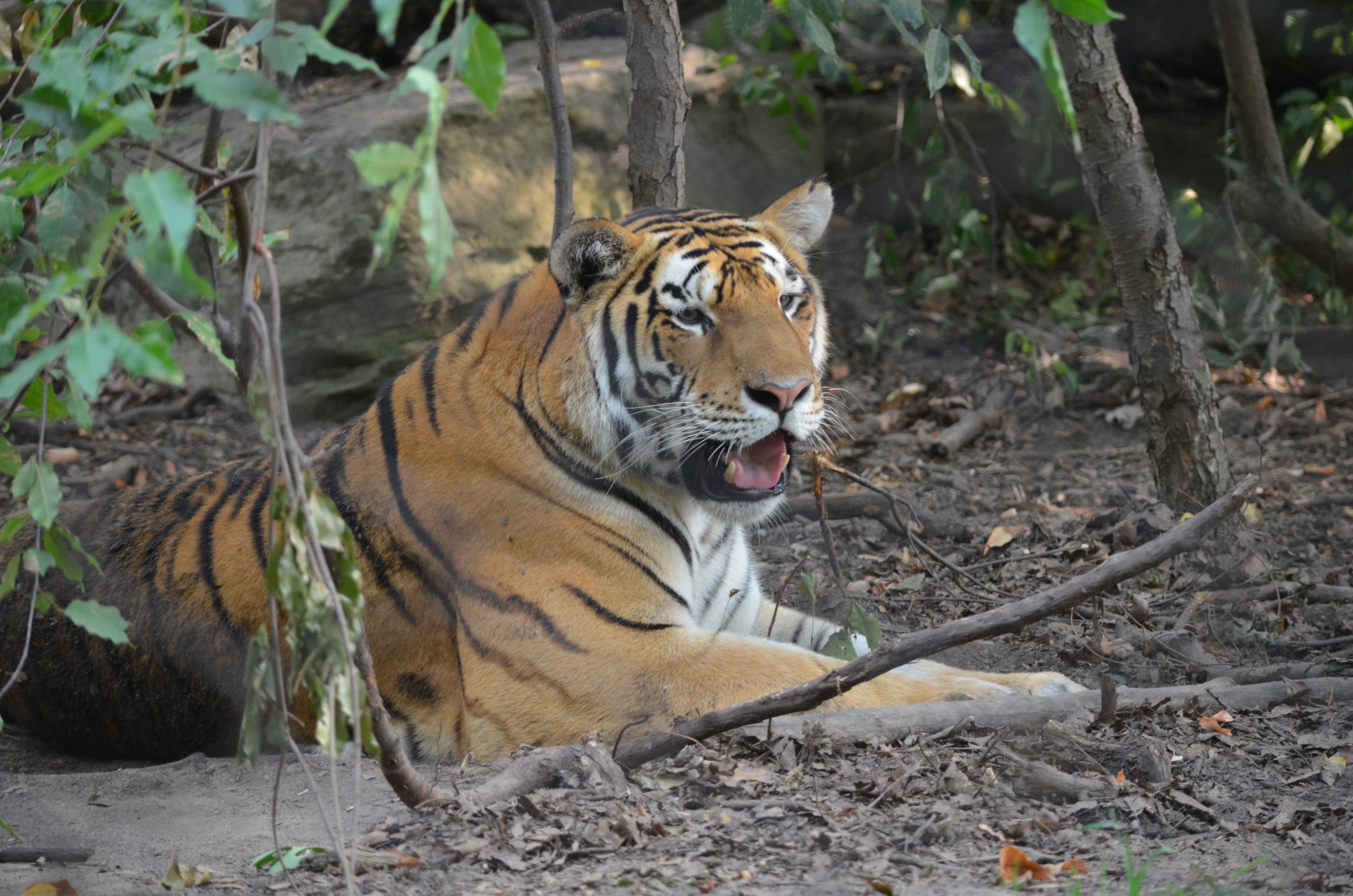 Tiger at John Ball Zoo