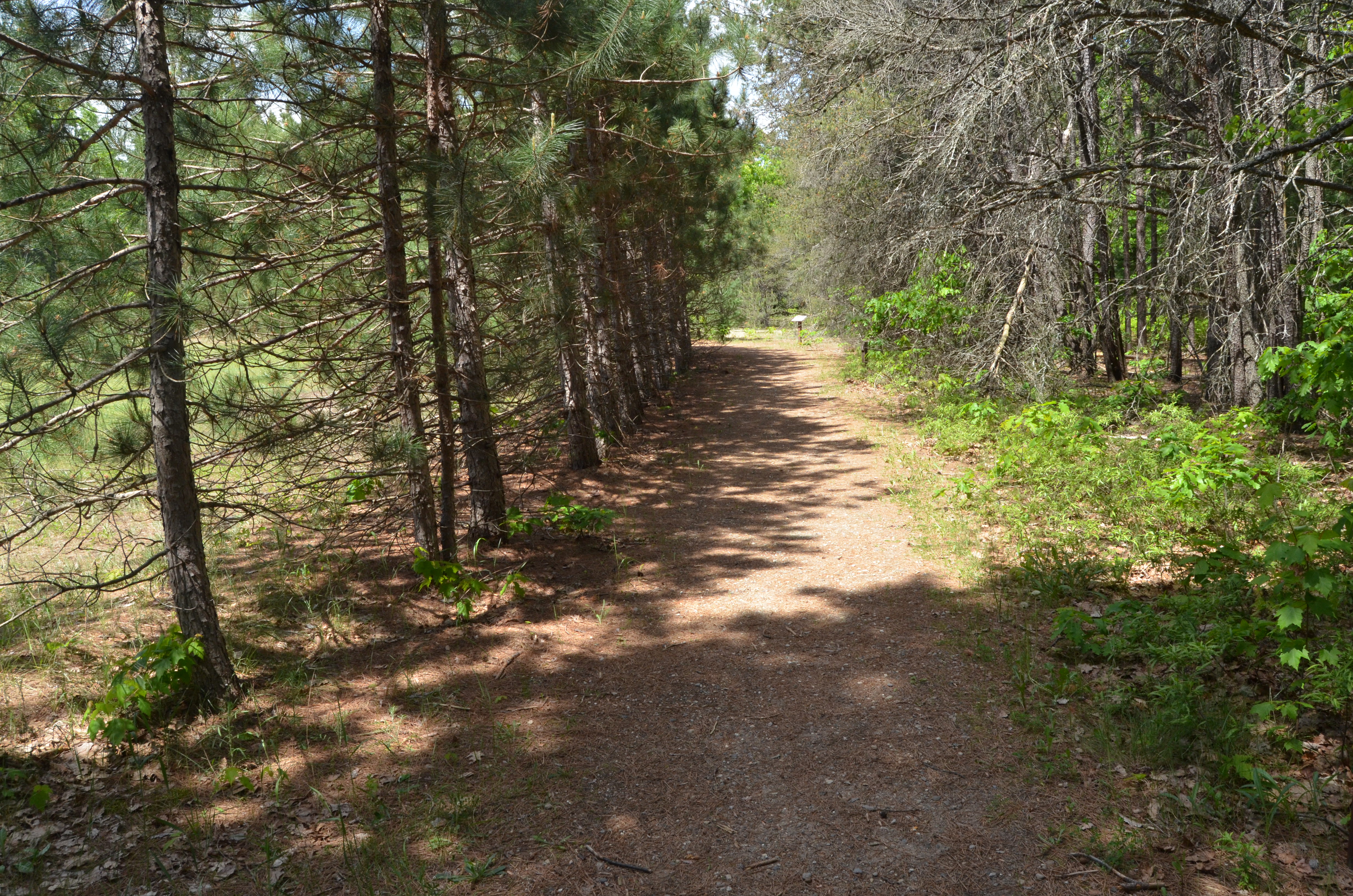 Michigan Civilian Conservation Corps Museum Nature Woods Trail