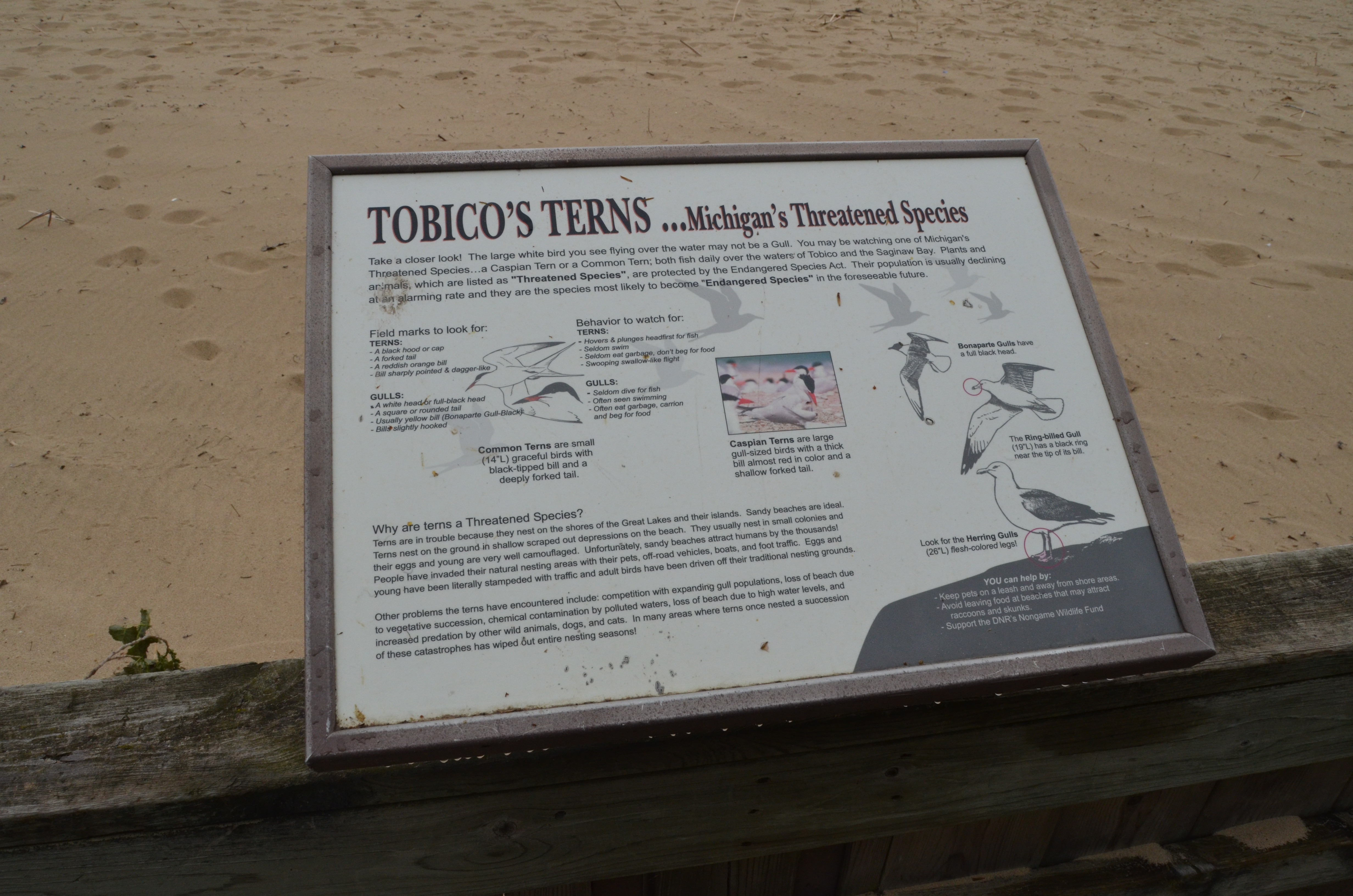 Bay City State Park Tobico Terns Michigan