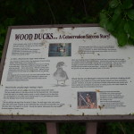 Bay City State Park Wood Duck Information Michigan