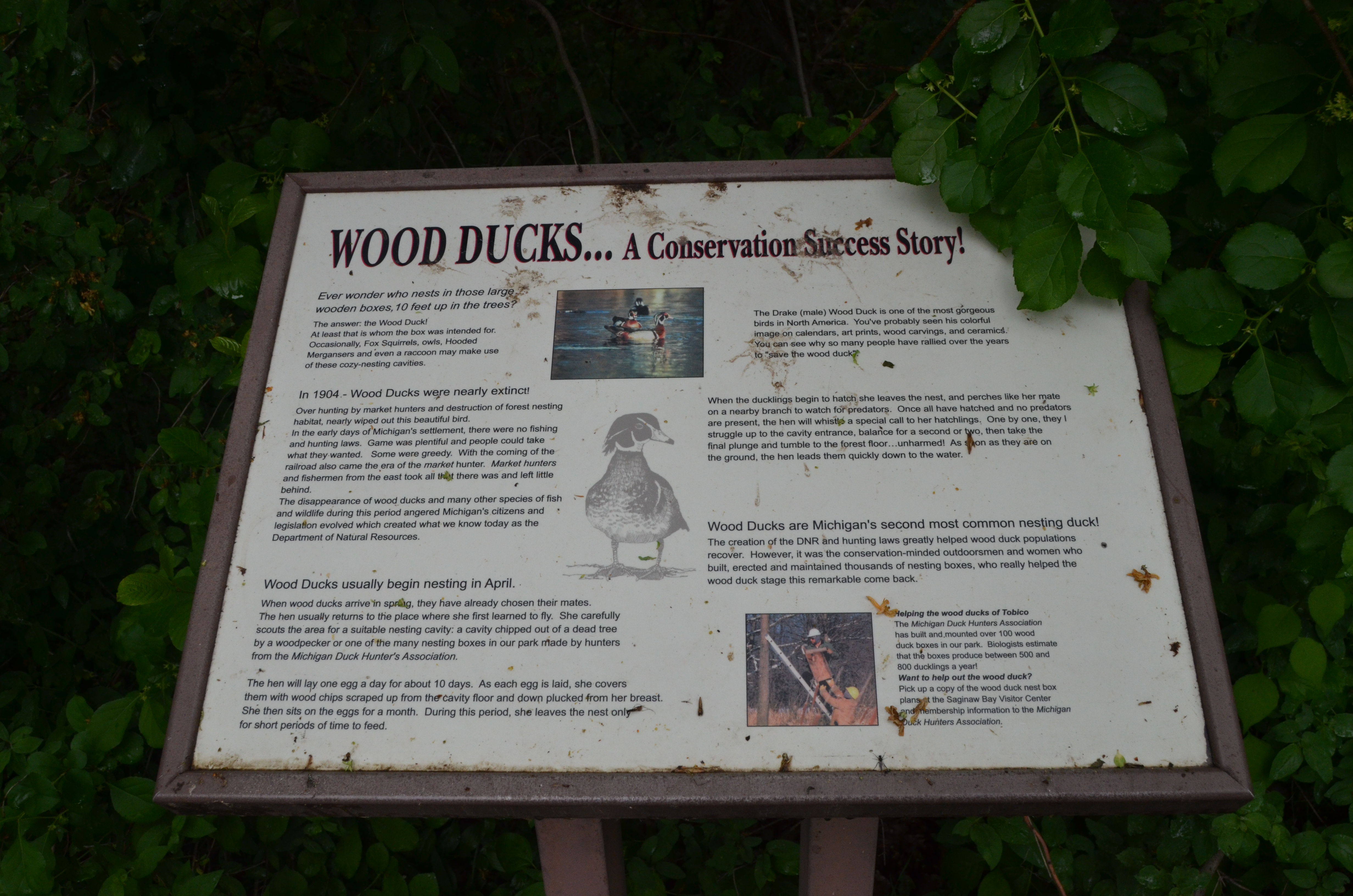 Bay City State Park Wood Duck Information Michigan