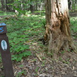 Hartwick Pines State Park Hiking Trail Post Marker